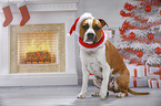 American Staffordshire Terrier mit Weihnachtsmannmtze