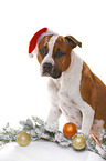 American Staffordshire Terrier mit Weihnachtsmannmtze