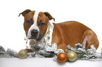 liegender American Staffordshire Terrier
