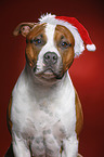 American Staffordshire Terrier mit Weihnachtsmannmtze