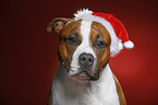 American Staffordshire Terrier mit Weihnachtsmannmtze