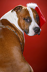 American Staffordshire Terrier mit Weihnachtsmannmtze