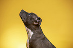 American Staffordshire Terrier Portrait