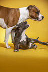 American Staffordshire Terrier