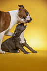 American Staffordshire Terrier