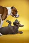 American Staffordshire Terrier