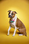 sitzender American Staffordshire Terrier