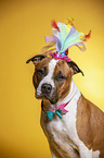 American Staffordshire Terrier Portrait