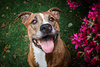 American Staffordshire Terrier Portrait