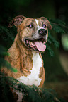 American Staffordshire Terrier Portrait