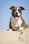 liegender American Staffordshire Terrier