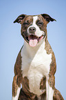 American Staffordshire Terrier Portrait