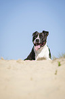 liegender American Staffordshire Terrier