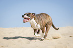 rennender American Staffordshire Terrier