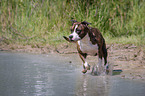 rennender American Staffordshire Terrier