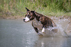 rennender American Staffordshire Terrier