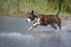 rennender American Staffordshire Terrier
