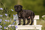 American Staffordshire Terrier Welpe