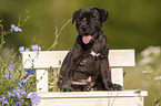 American Staffordshire Terrier Welpe