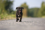 American Staffordshire Terrier Welpe