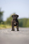 American Staffordshire Terrier Welpe