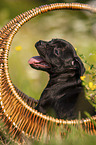 American Staffordshire Terrier Welpe