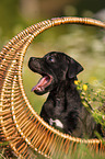 American Staffordshire Terrier Welpe