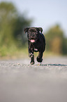American Staffordshire Terrier Welpe