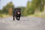 American Staffordshire Terrier Welpe