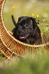 American Staffordshire Terrier Welpe