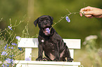 American Staffordshire Terrier Welpe