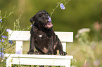 American Staffordshire Terrier Welpe
