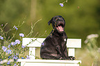 American Staffordshire Terrier Welpe