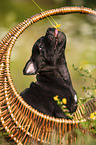 American Staffordshire Terrier Welpe