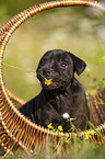 American Staffordshire Terrier Welpe