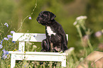American Staffordshire Terrier Welpe