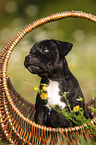 American Staffordshire Terrier Welpe