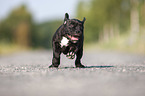 American Staffordshire Terrier Welpe