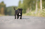 American Staffordshire Terrier Welpe