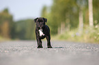 American Staffordshire Terrier Welpe
