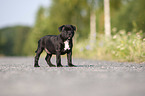 American Staffordshire Terrier Welpe