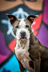 sitzender American Staffordshire Terrier