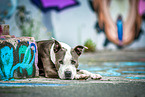 liegender American Staffordshire Terrier