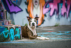 liegender American Staffordshire Terrier