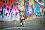 rennender American Staffordshire Terrier