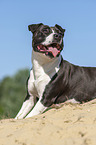 American Staffordshire Terrier im Sand