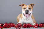 liegender American Staffordshire Terrier