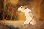 American Staffordshire Terrier Welpe