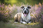 American Staffordshire Terrier