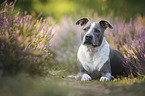 American Staffordshire Terrier